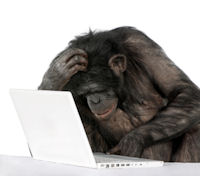 post image: confused chimp